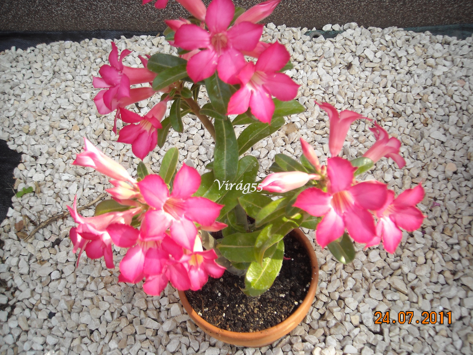 Adenium 07.25 002