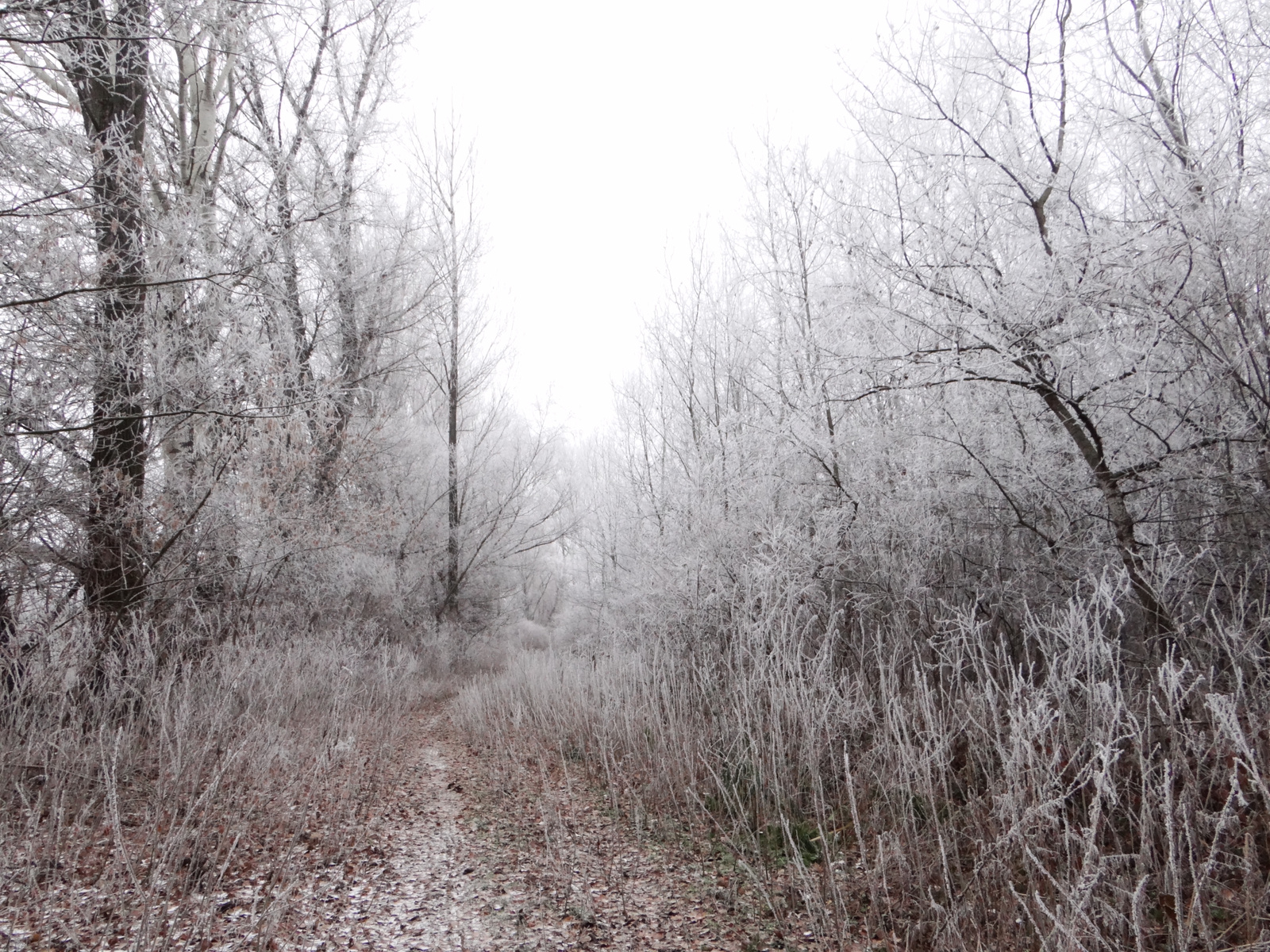 Téli fagyott erdő