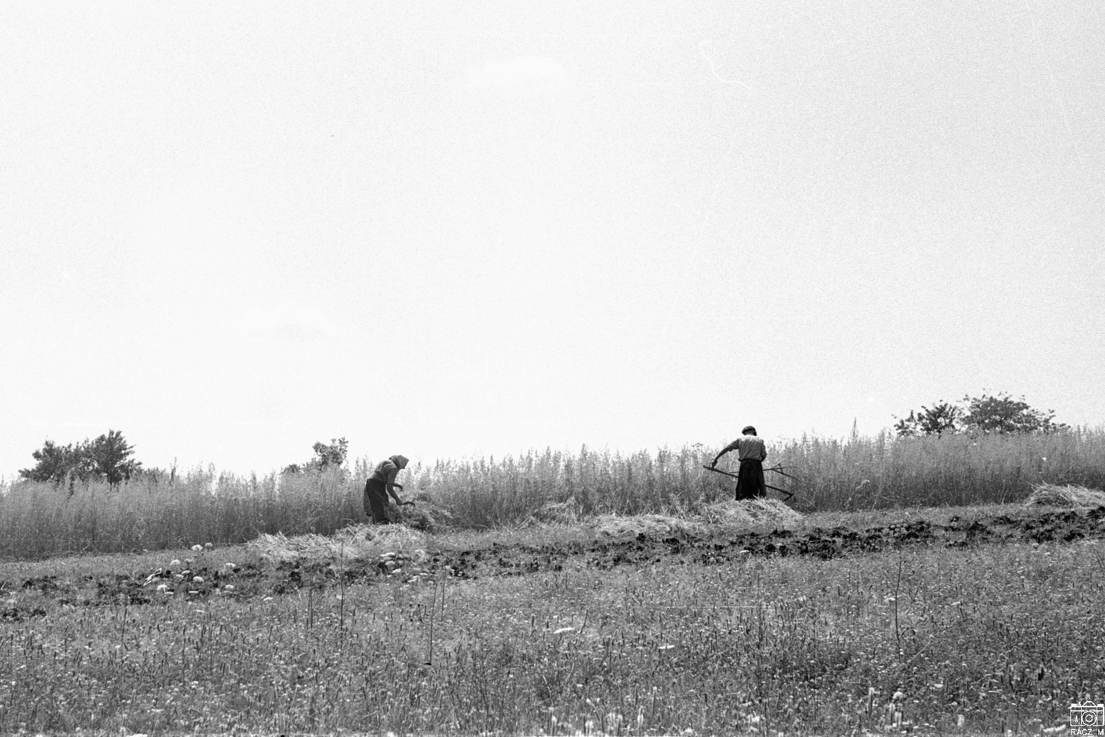 kézi aratás, Göcsej, 1974.