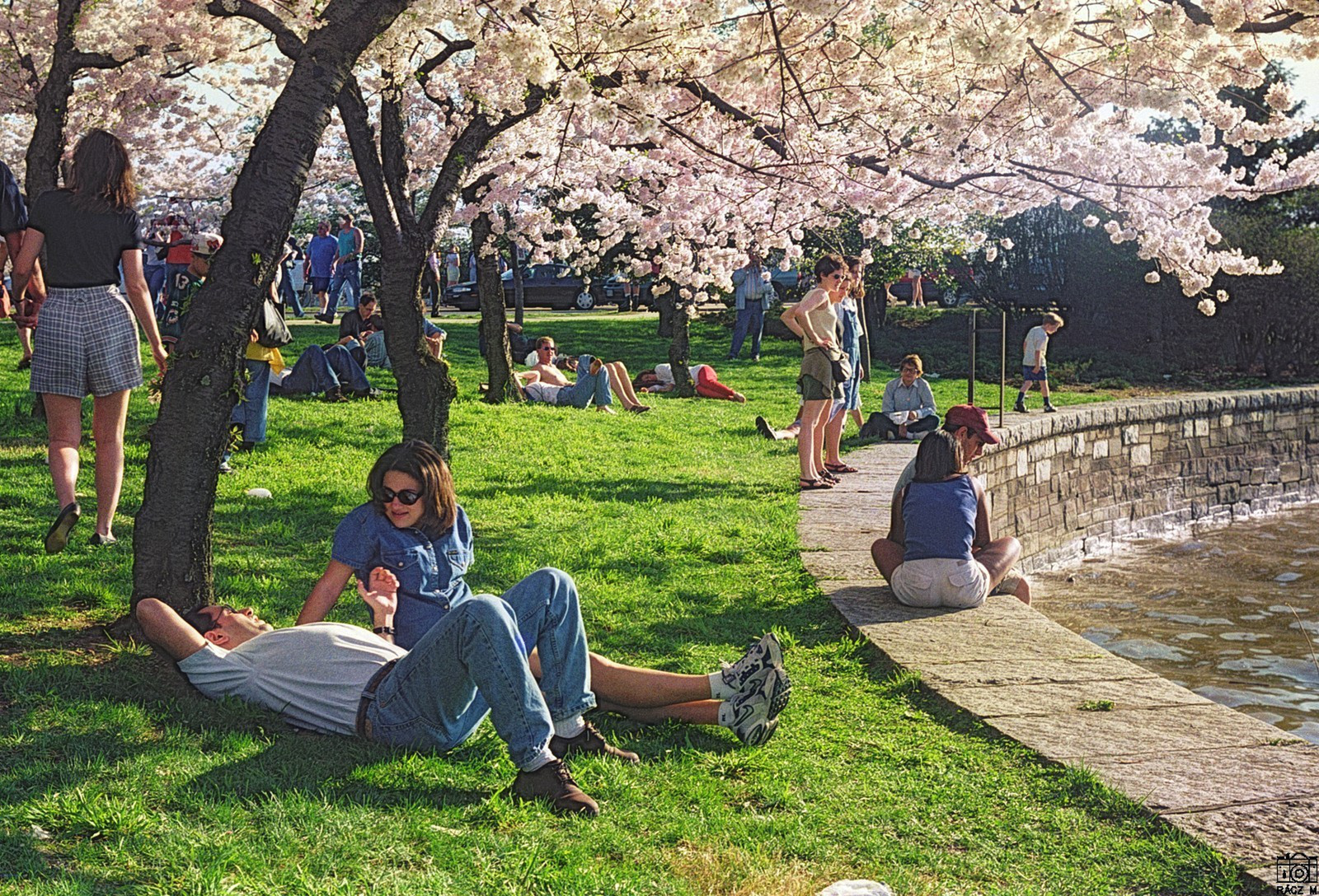 cseresznyevirágzás, 1998