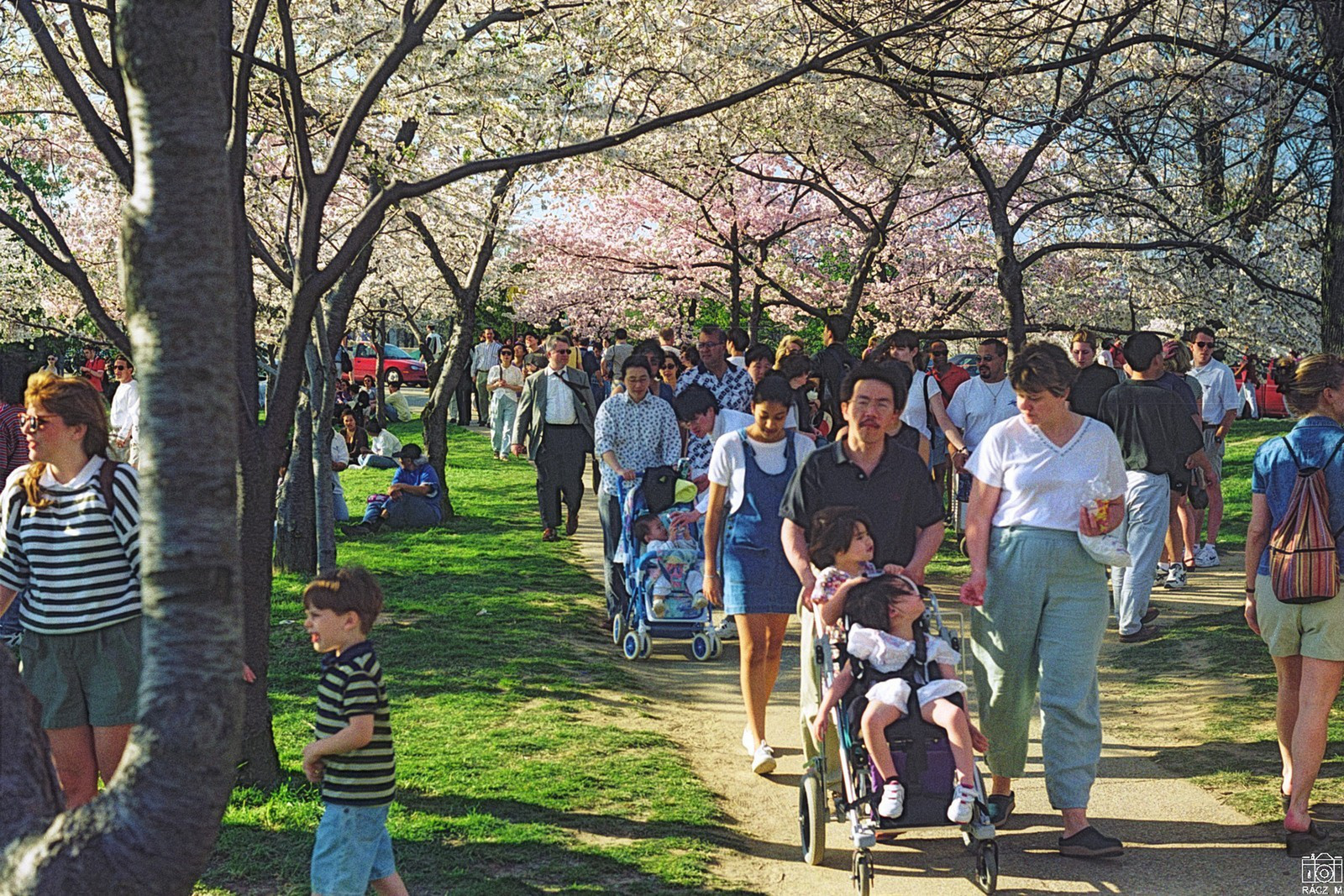 cseresznyevirágzás - 1998
