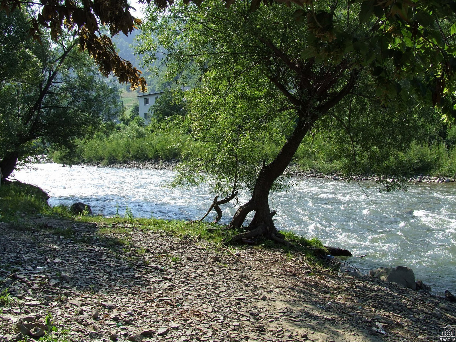 a Fehér-Tisza a torkolatánál