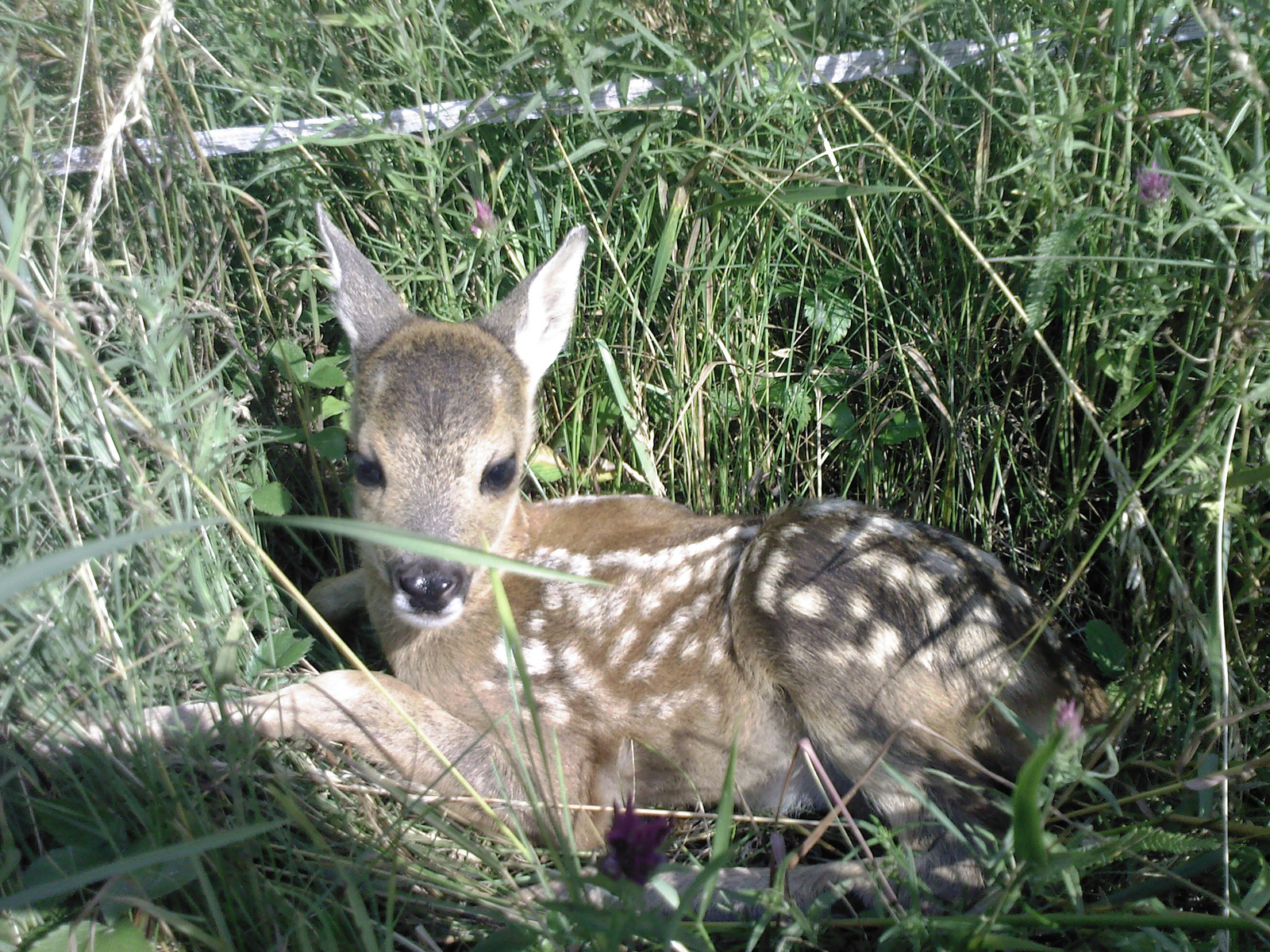 Bambi