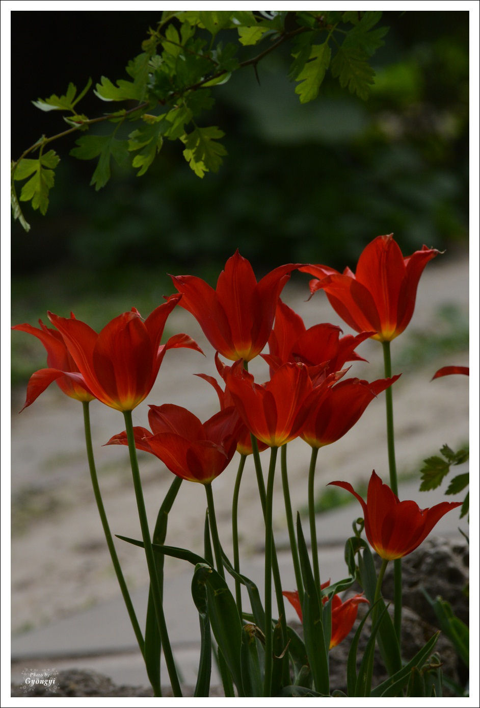 Szépséges tulipánjaim