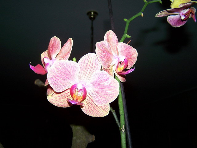 orchideaim 2