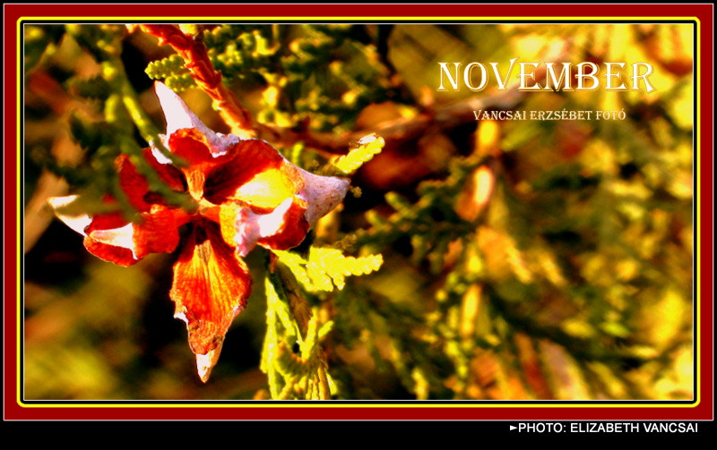 NOVEMBER (12)