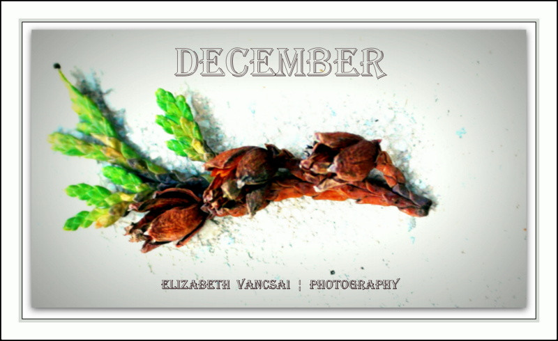 DECEMBER (3)