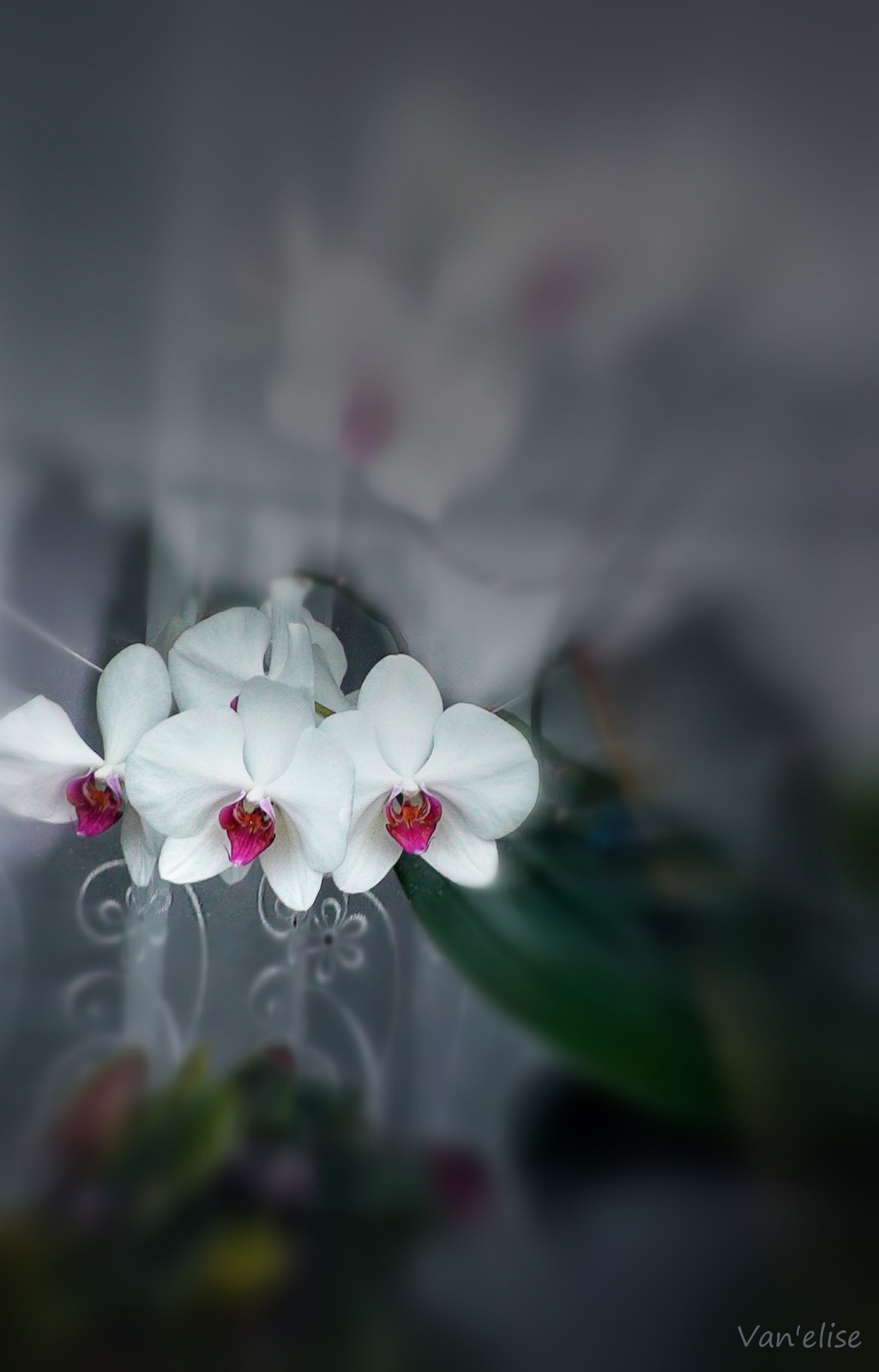 Orchidea az ablakban