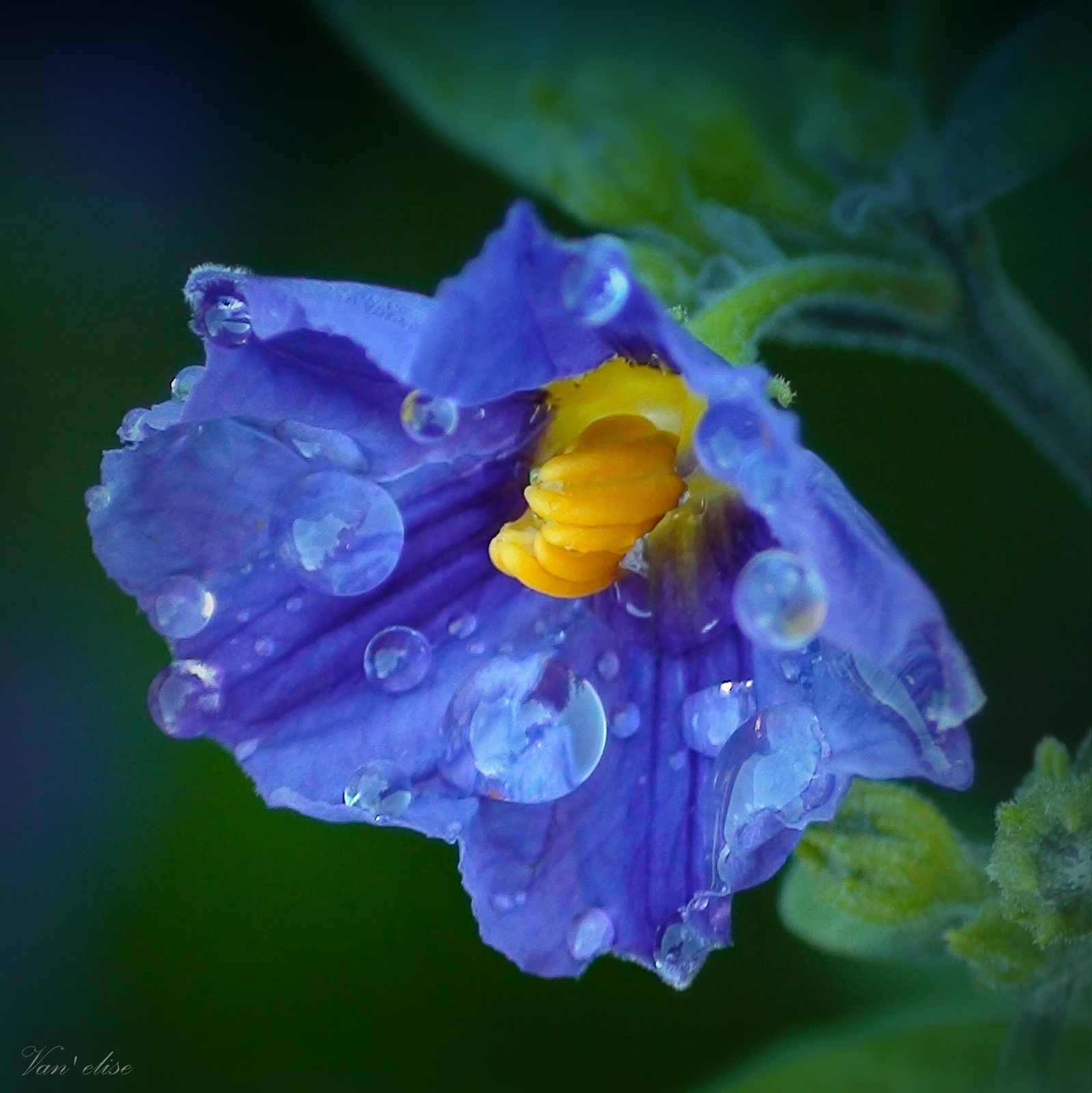 A kékség gyöngyei / 1-2 cm méretű kis virág