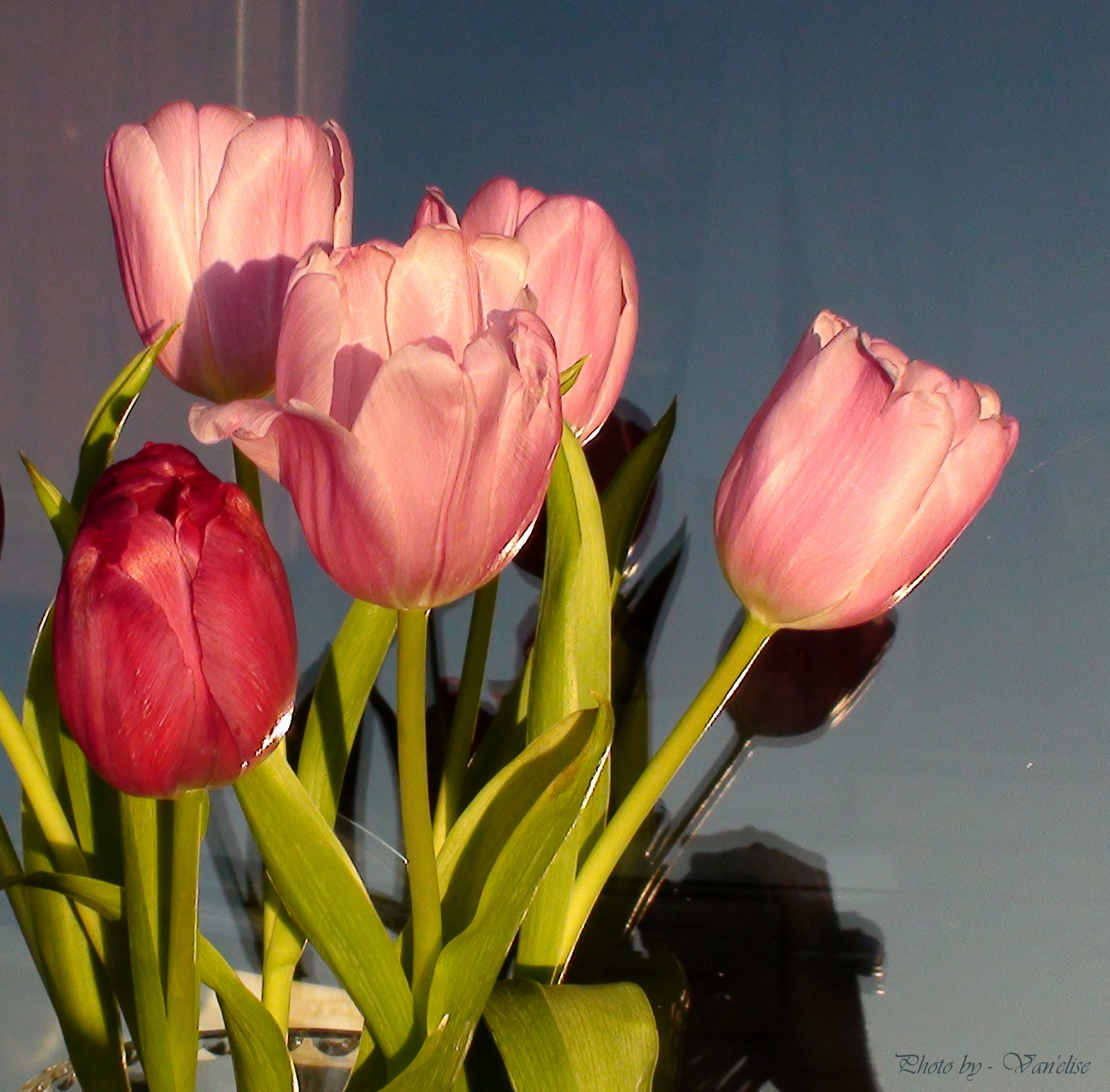 Tulipános ablakom