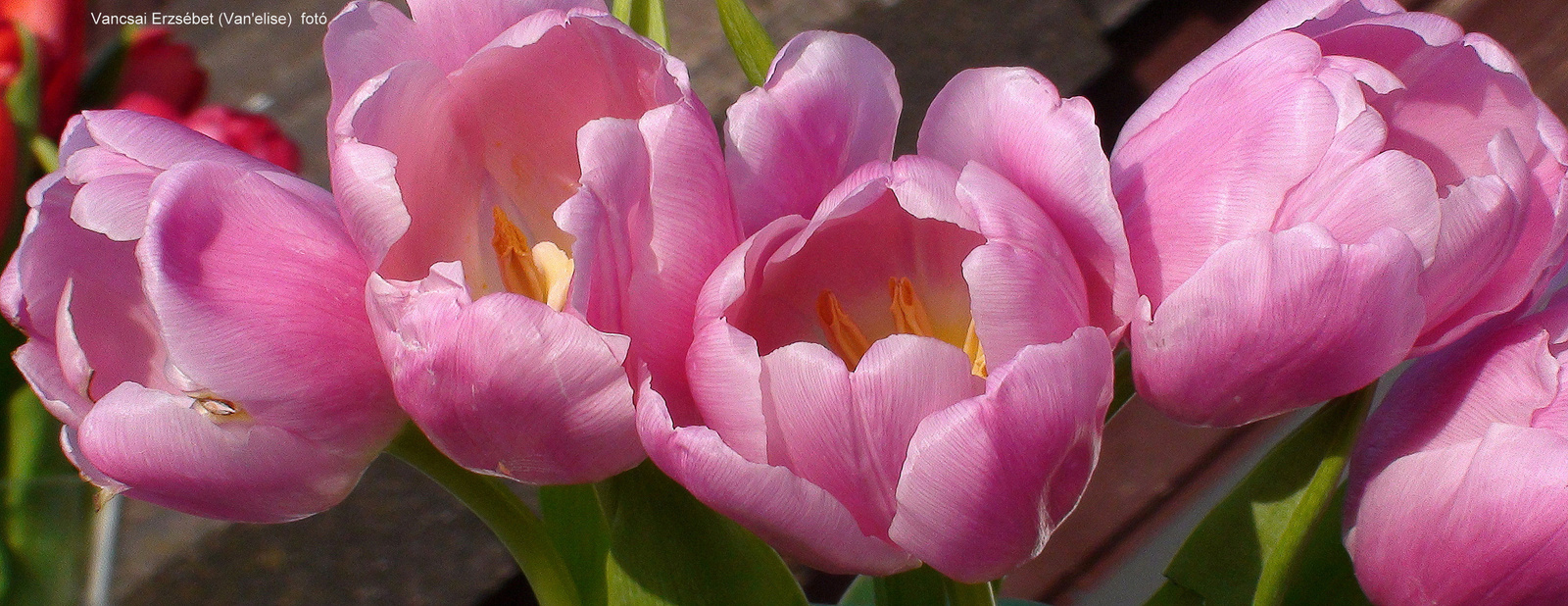 Rózsaszín tulipánok