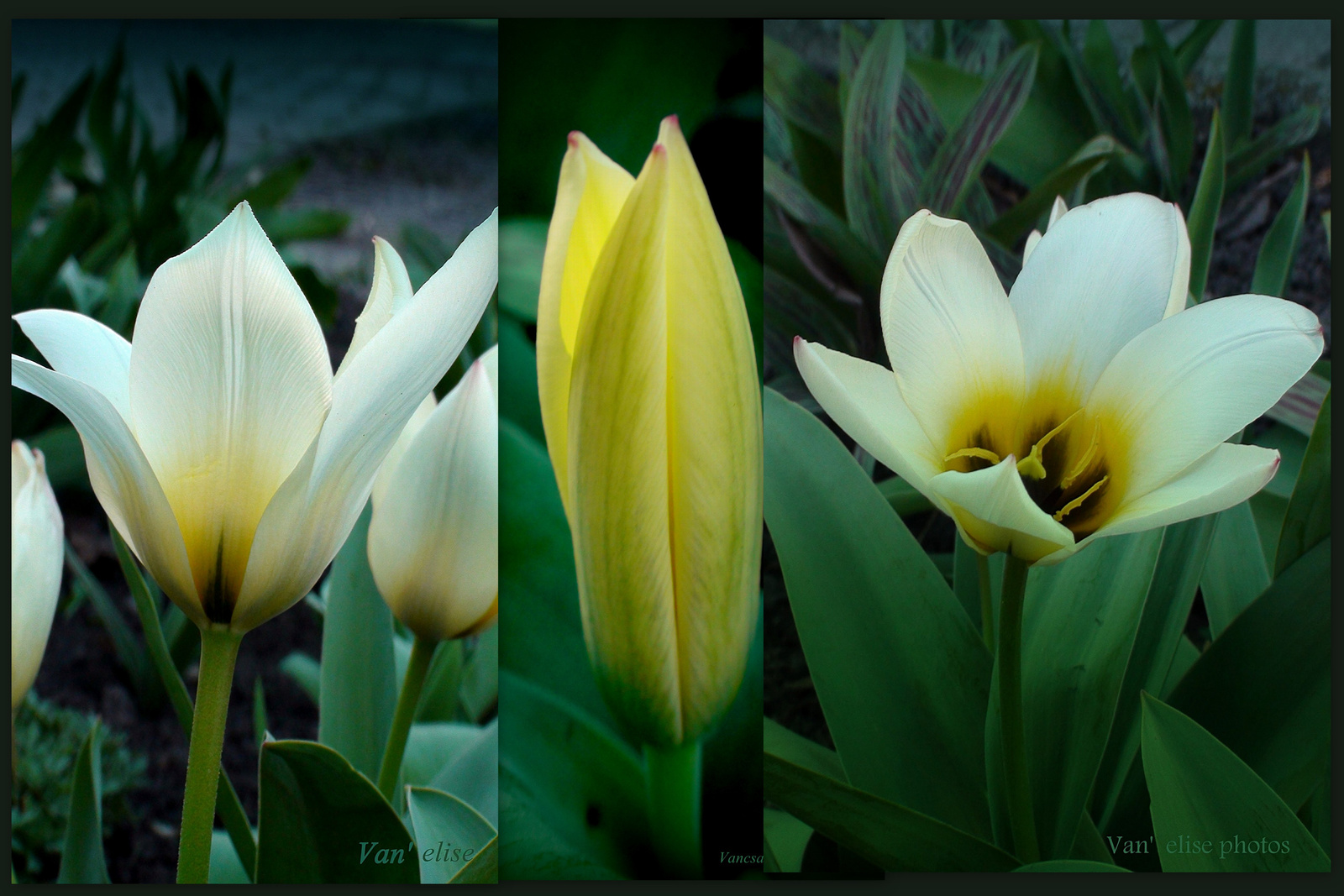 Életszakaszok egy tulipán életéből.