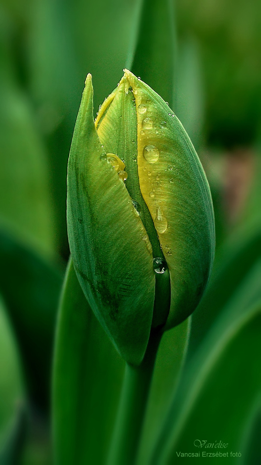 Csöppes tulipánbimbó