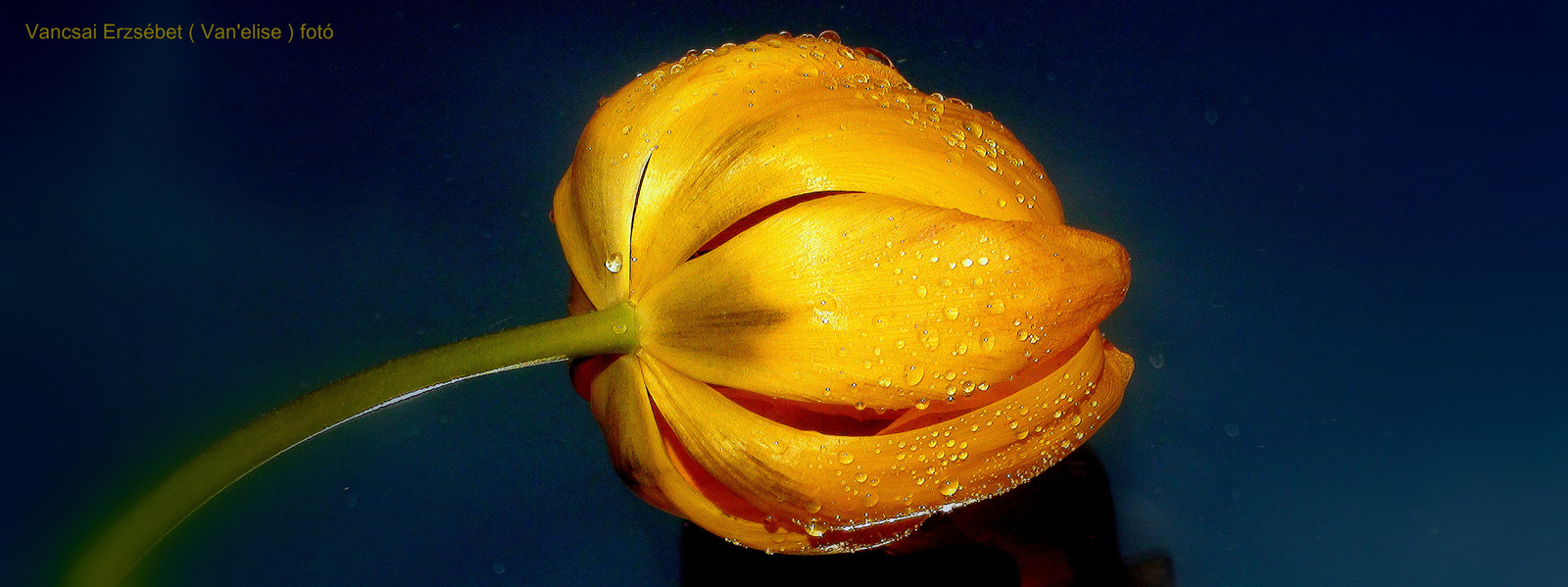 Egy szál tulipán