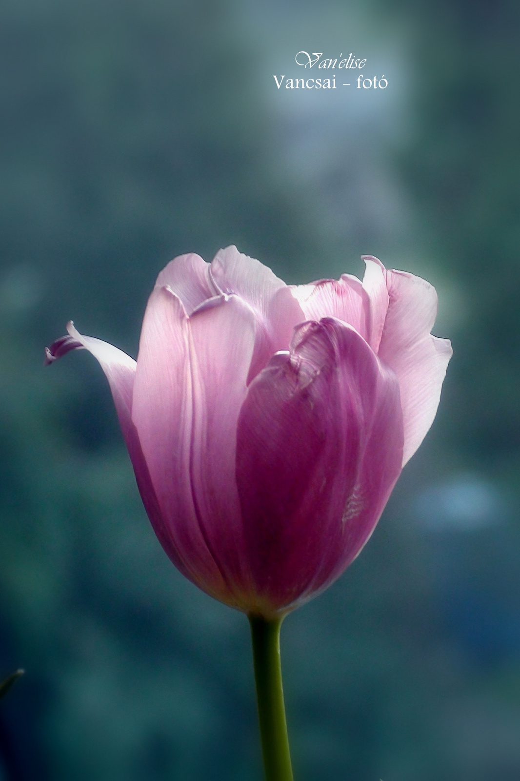 Pink tulipán
