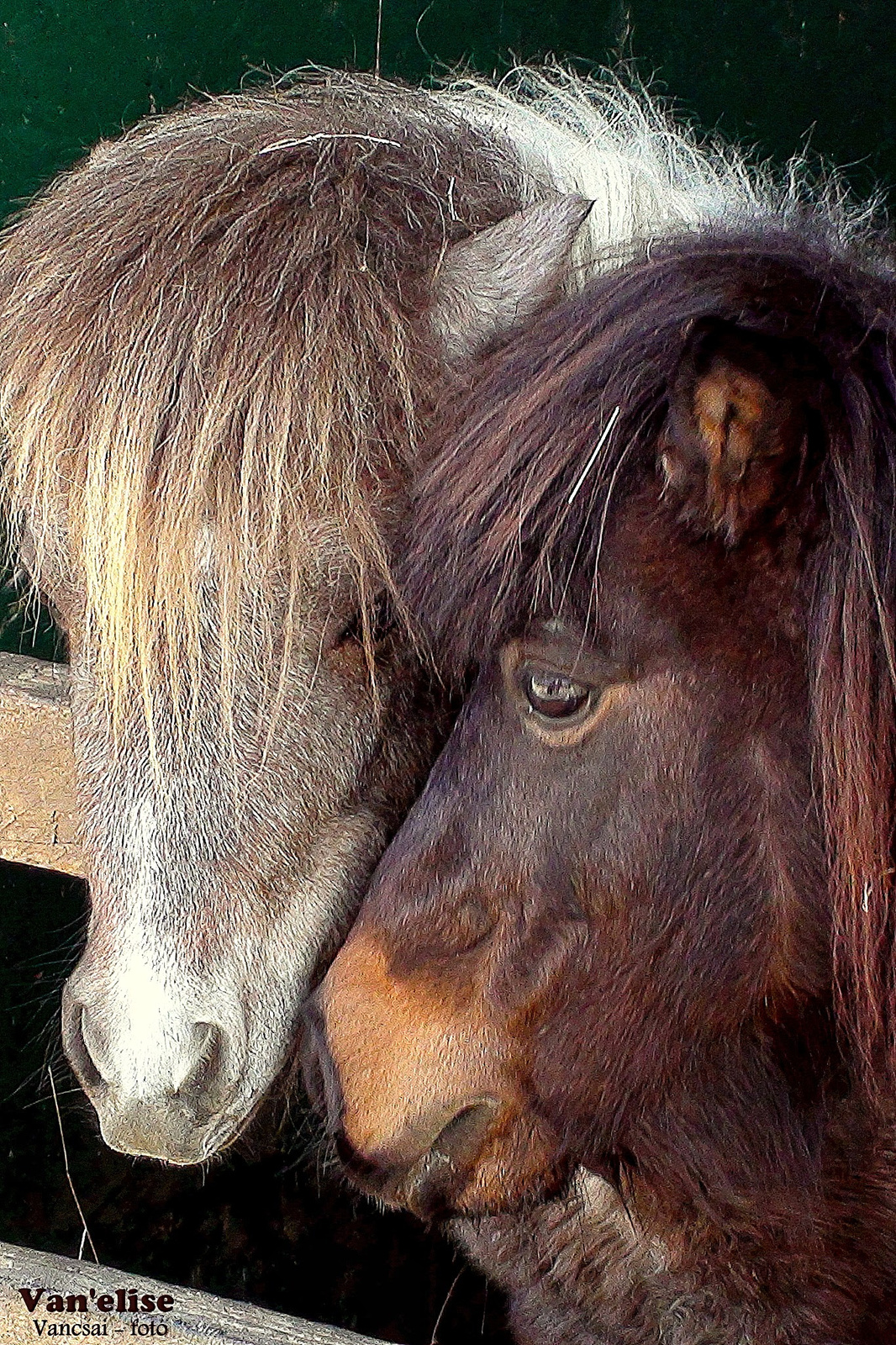 Póni szerelem ♥ ♥ Pony love