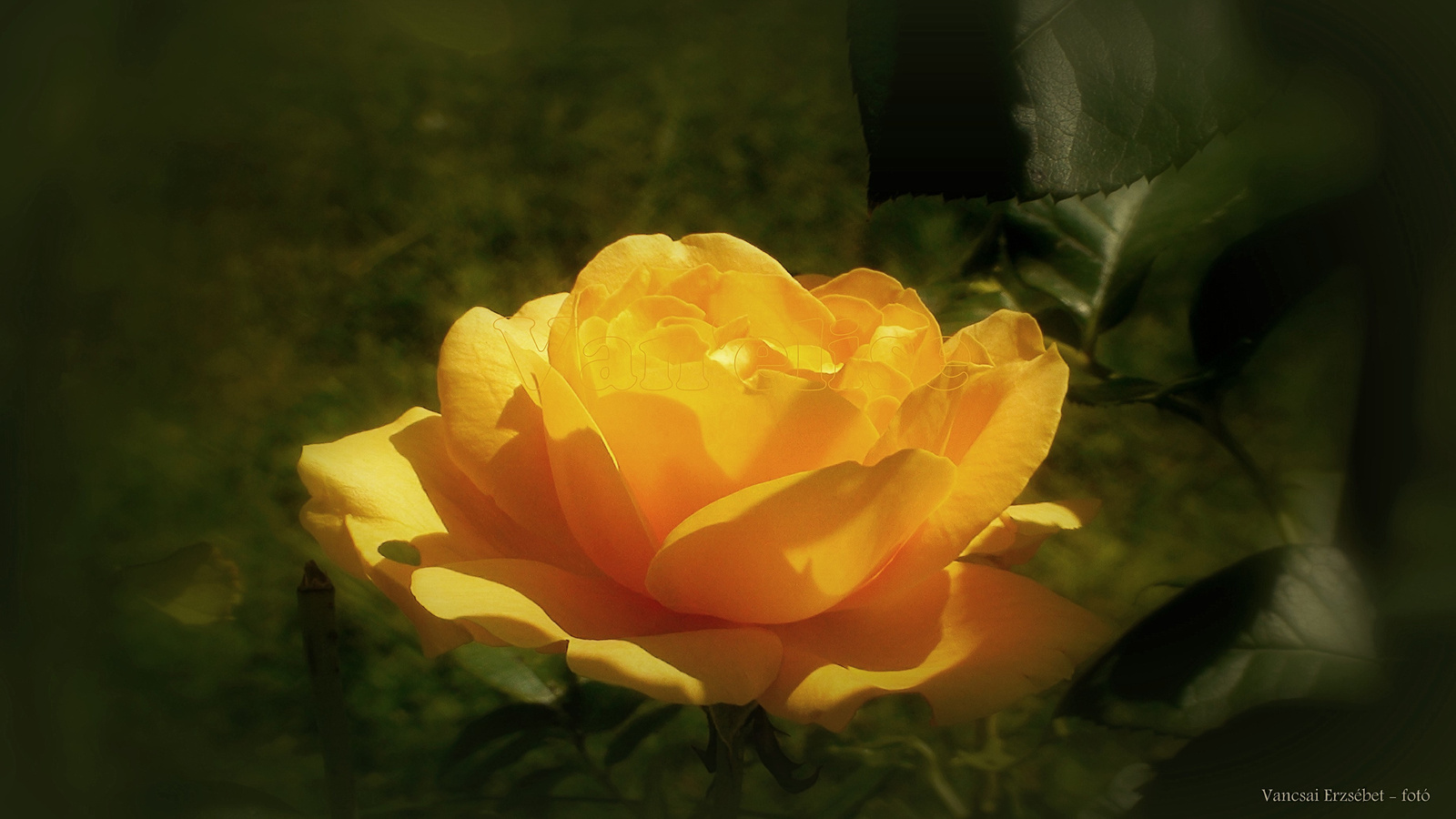 Sárga Rózsa Háttérkép