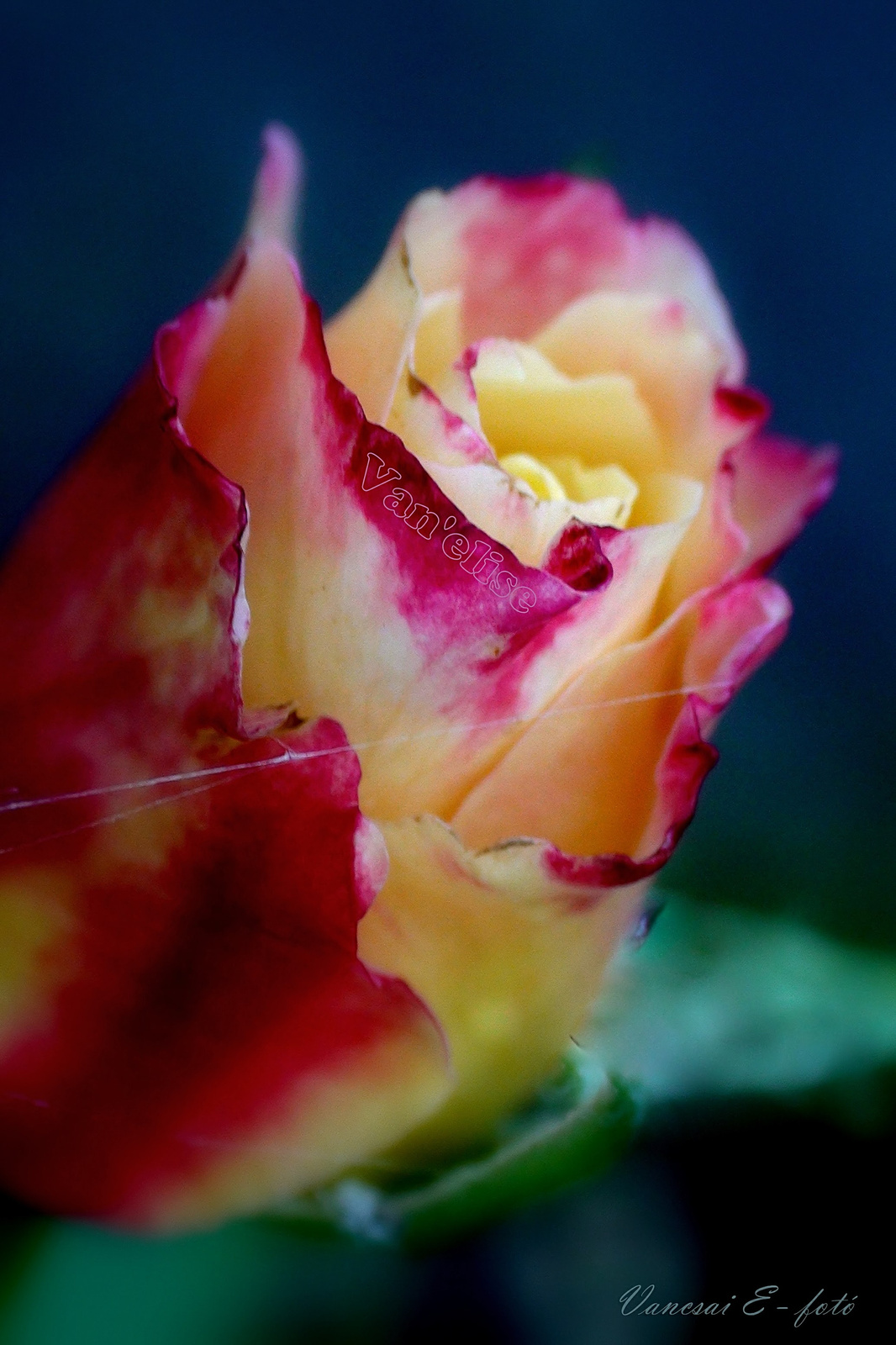 Double Delight rózsa, ökörnyállal