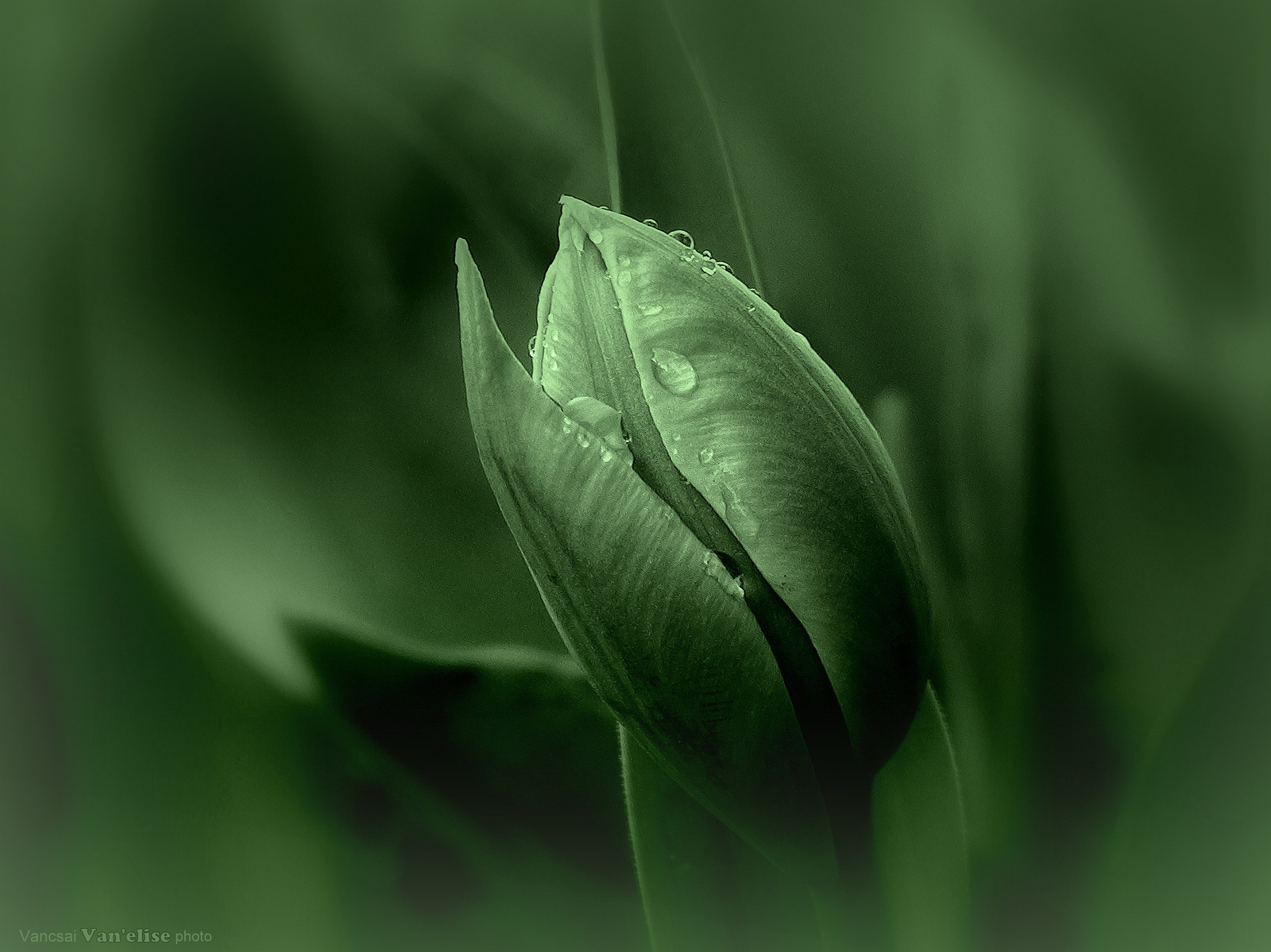 Csepes tulipánbimbó