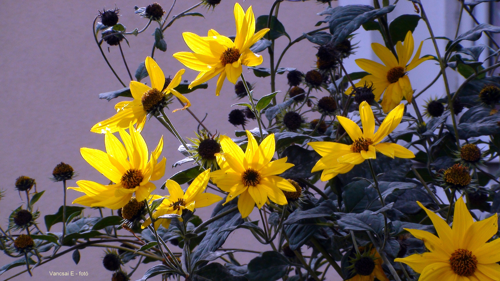 Sárga virágok a kertben