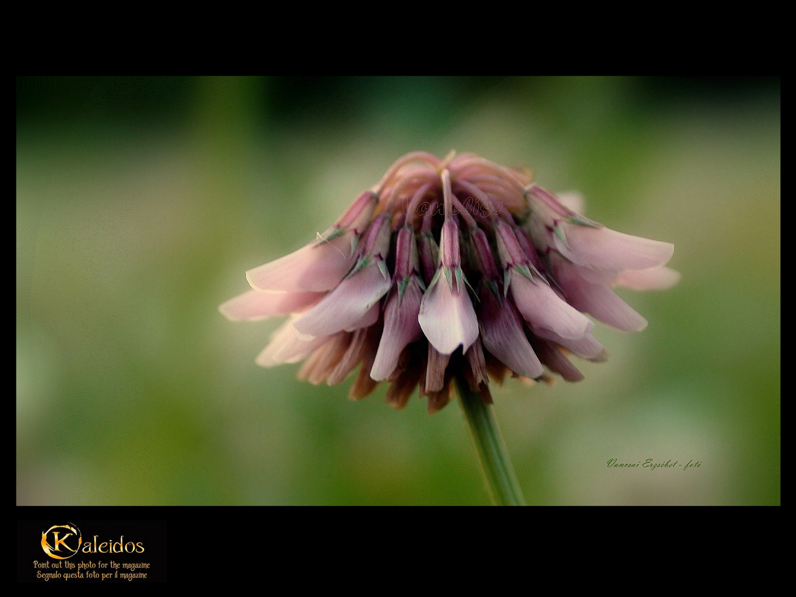 Kaleidos - Art kiválasztás 9. / Wild flower ( Coronilla varia )