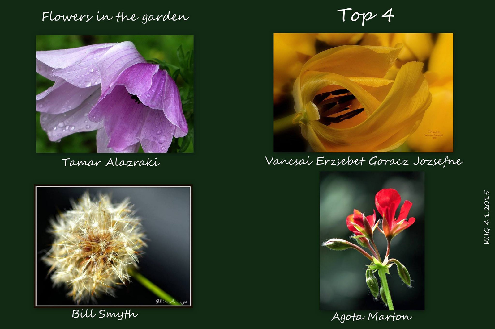 Top 4 között a sárga tulipánfotóm.