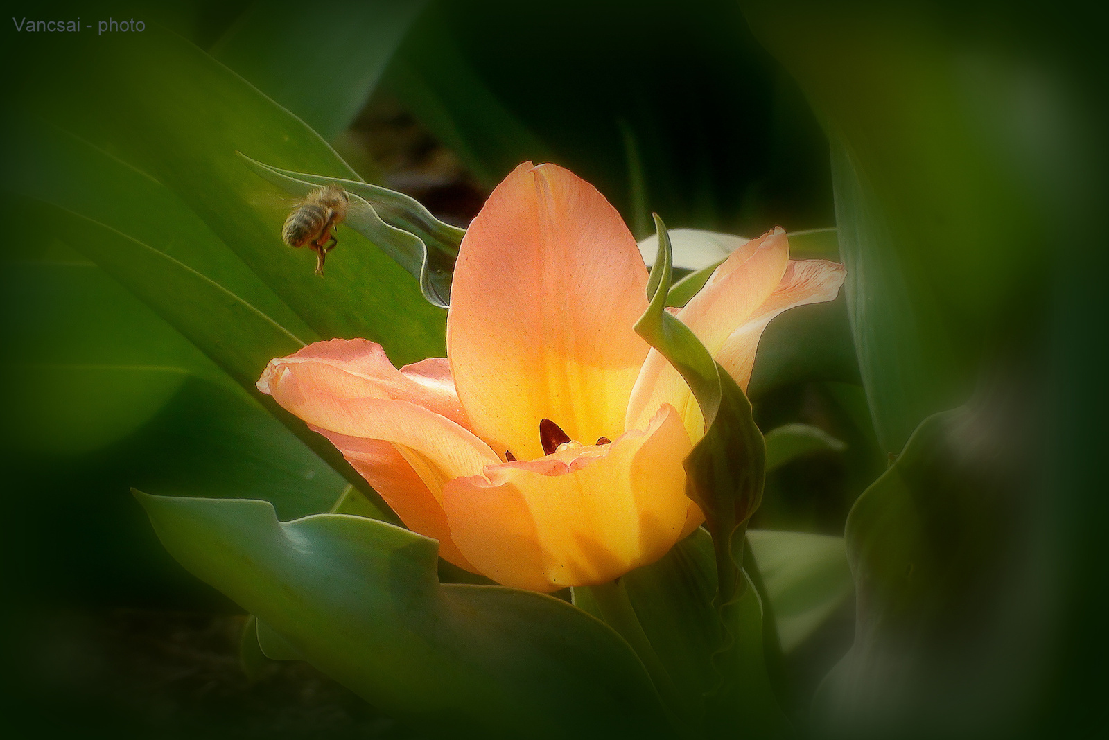 Tulipán és méh