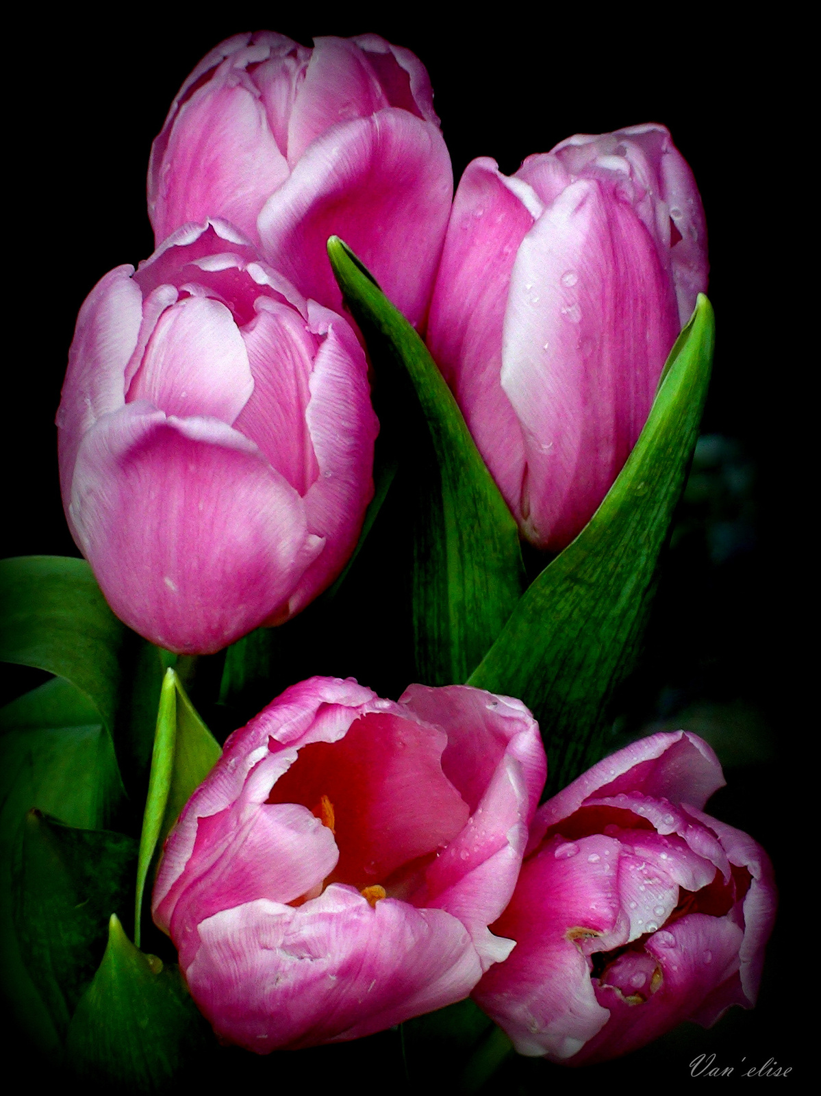 Cseppes lila tulipánok