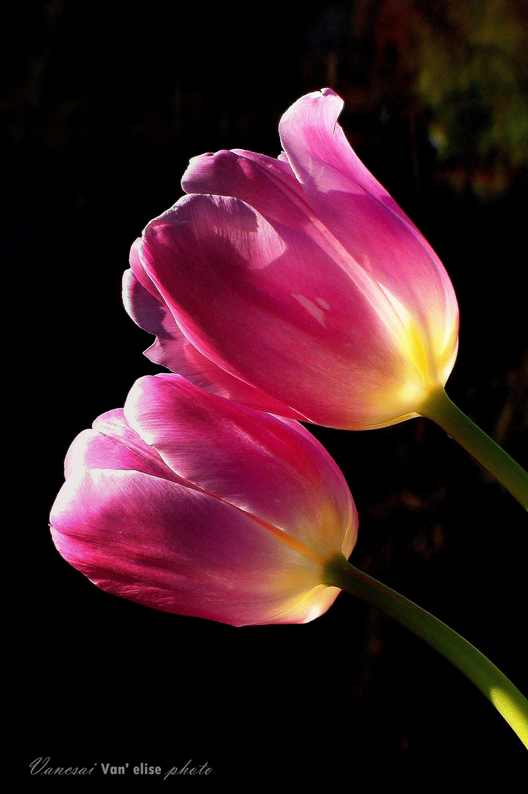 Lila tulipán páros