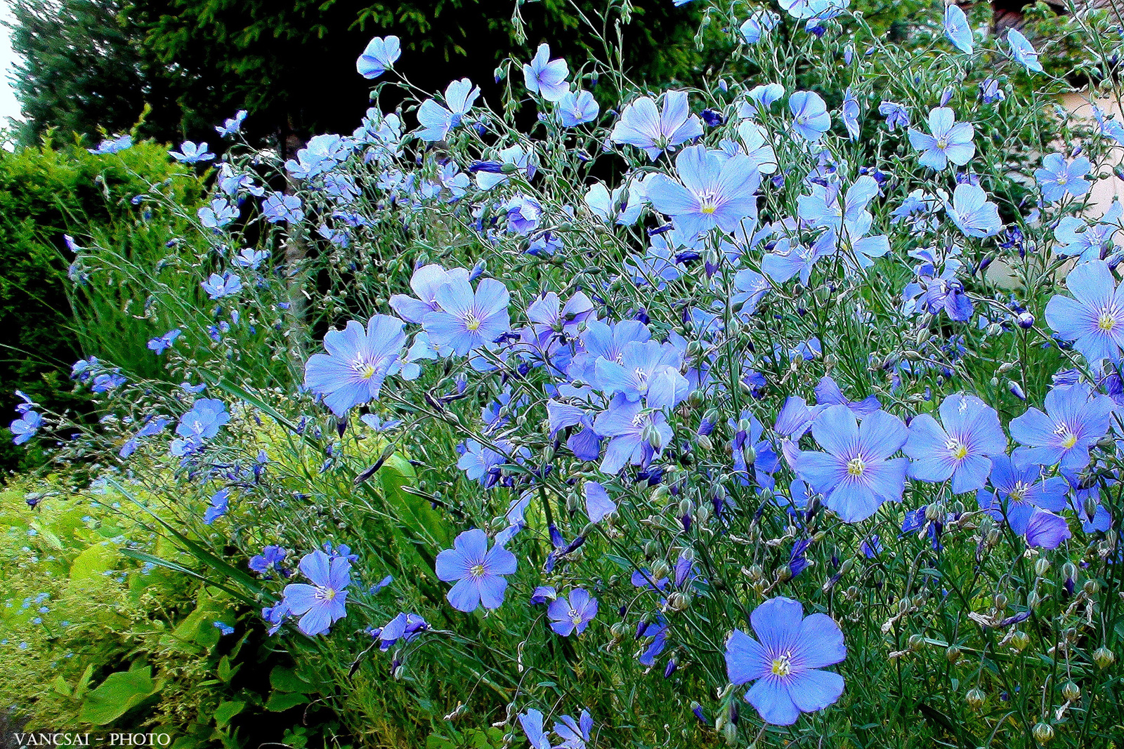 Kék virágok a kertben