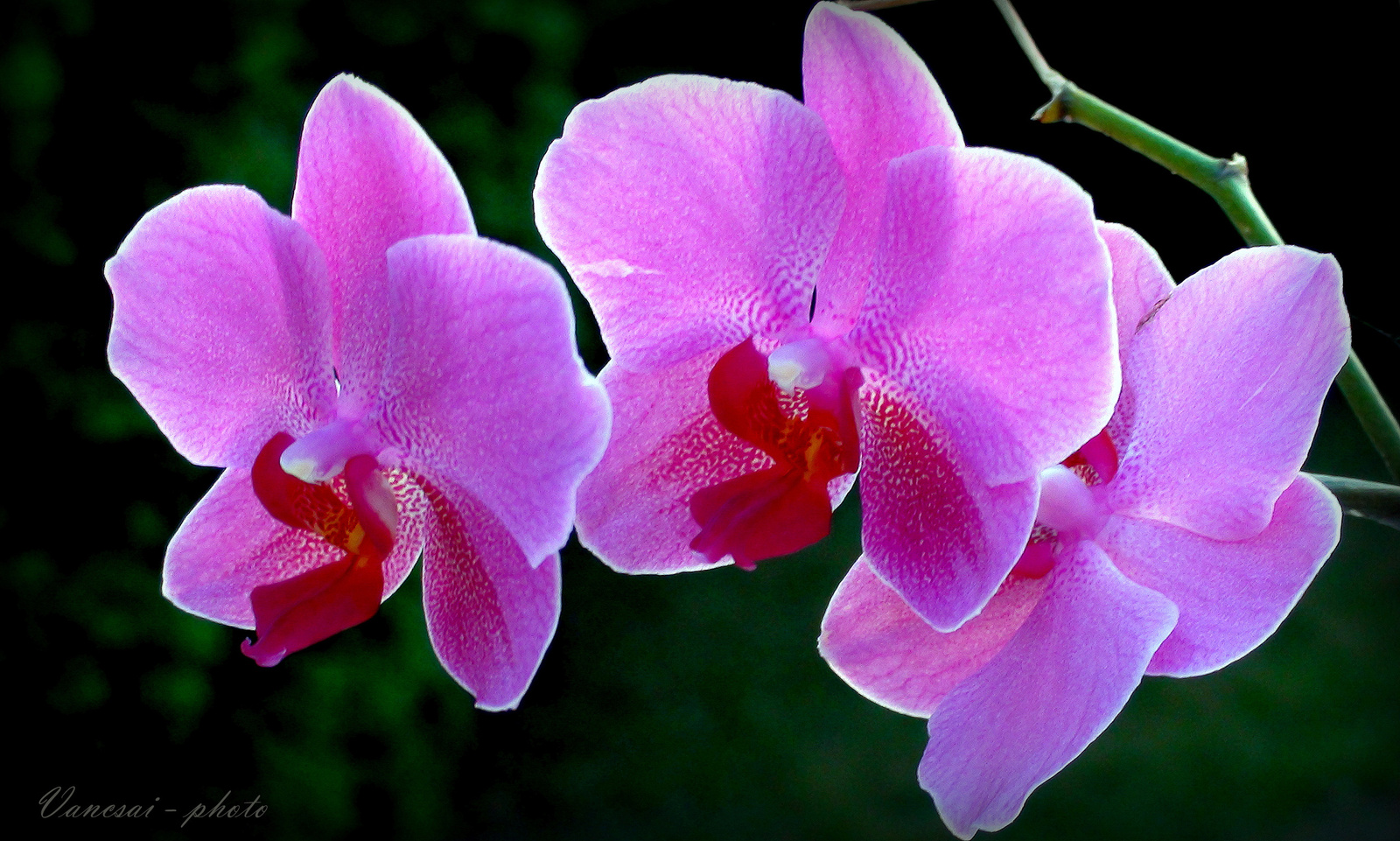Orchidea álom
