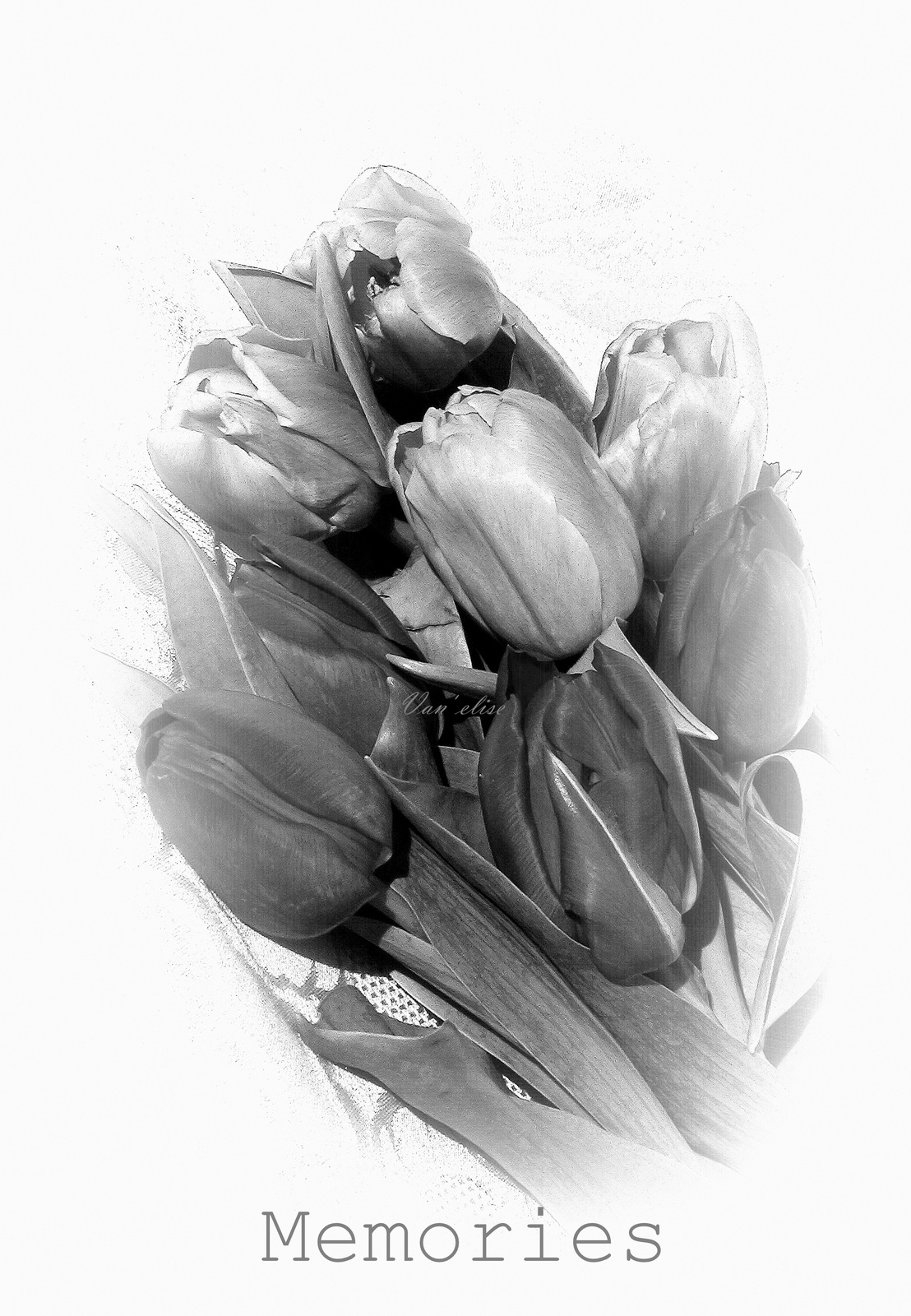 Emlékezés tulipánok - fekete fehér fotó