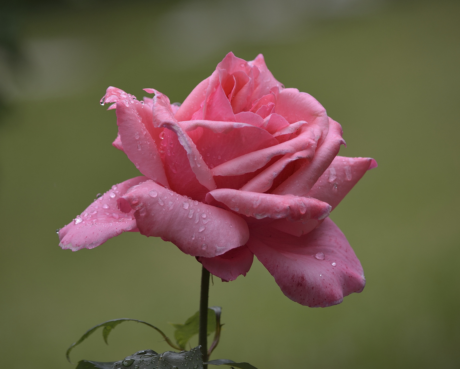 Rózsák eső után