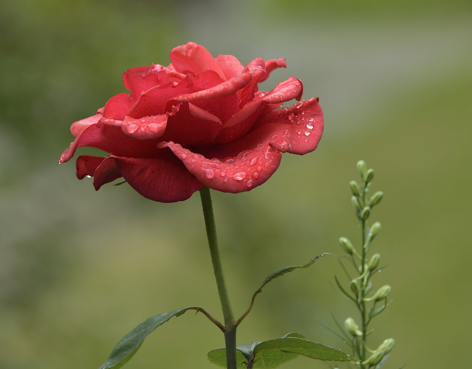 Rózsák eső után