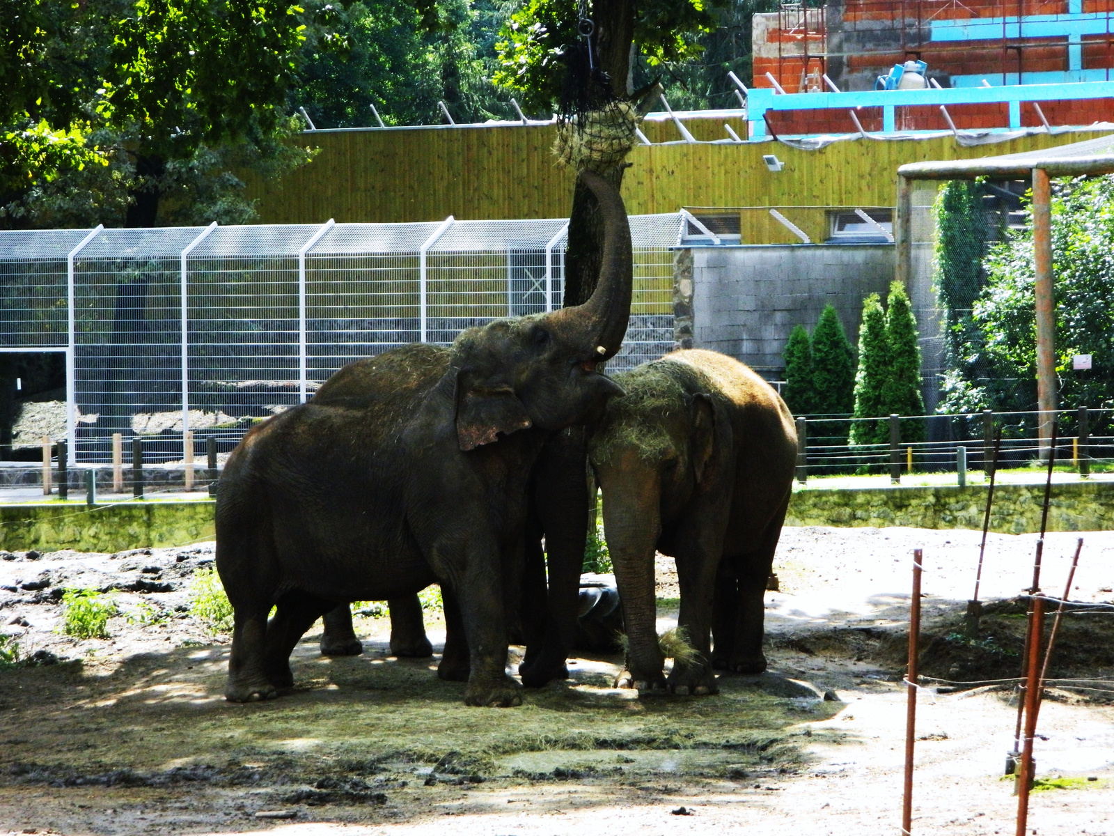 Eleféntok
