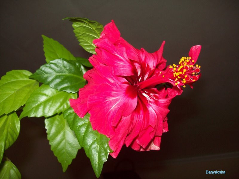 Hibiszkusz