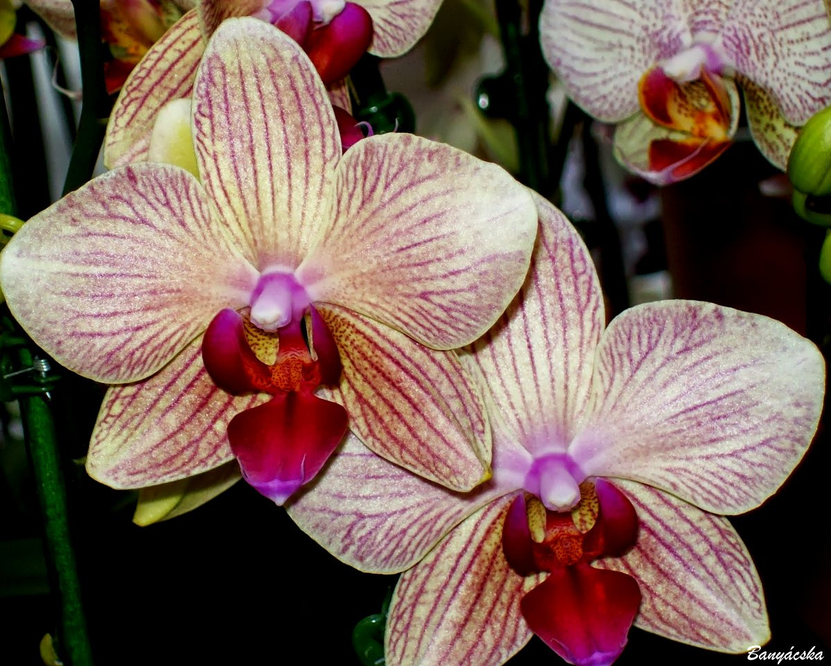 Orchidea3