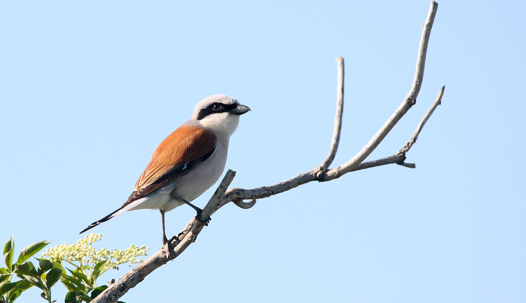 Tövisszúró gébics (Lanius collurio)