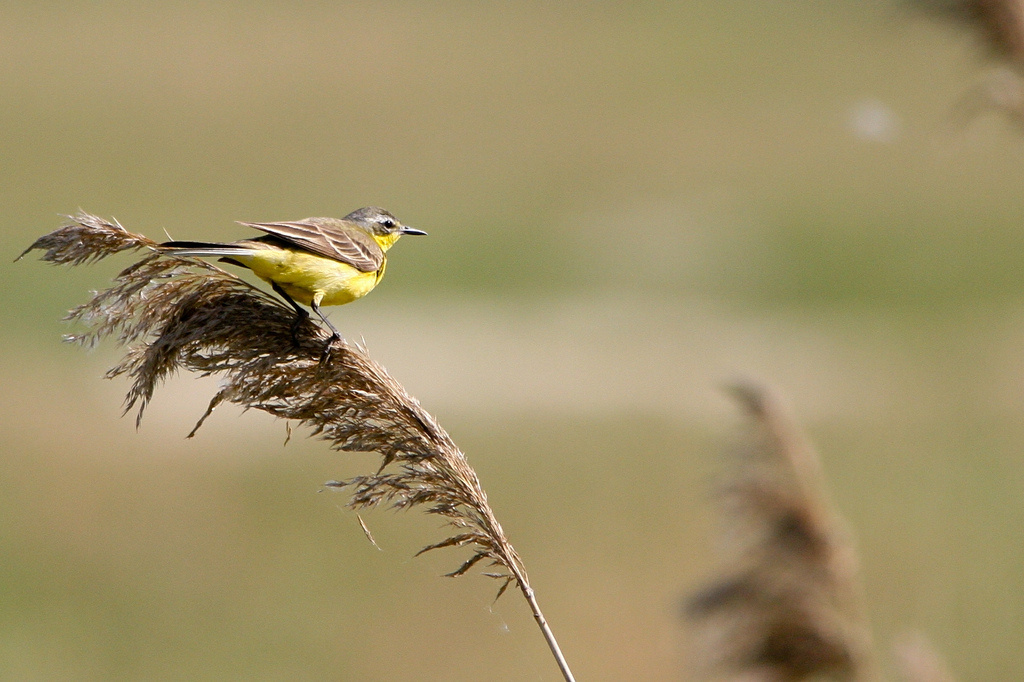 Sárga billegető (Motacilla flava)