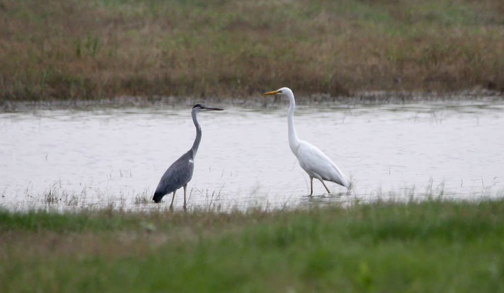 Gray and white (nagy kócsag és szürke gém)