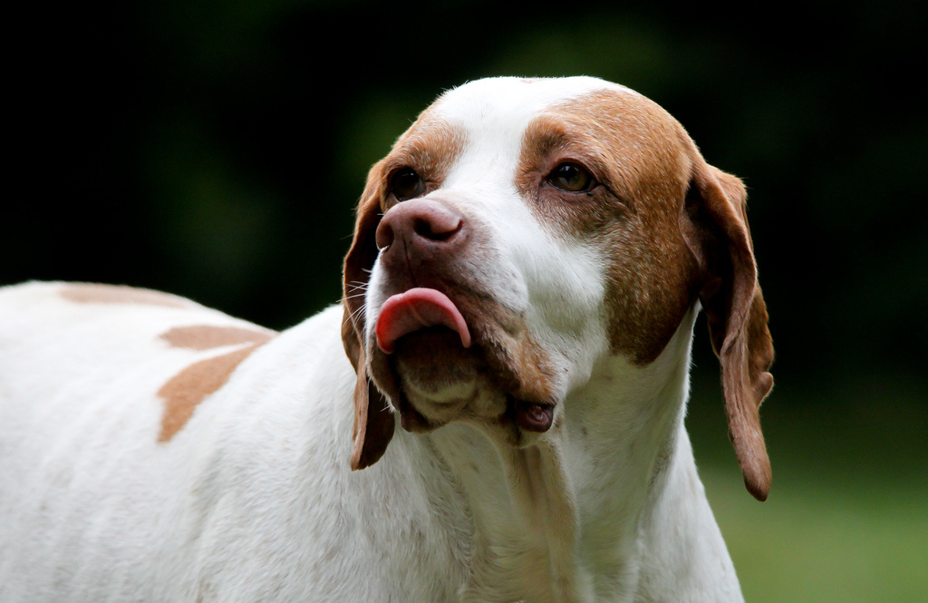 Emily, a vizsla