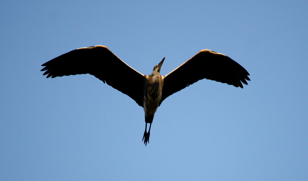 vörös gém röpkép (Ardea purpurea)