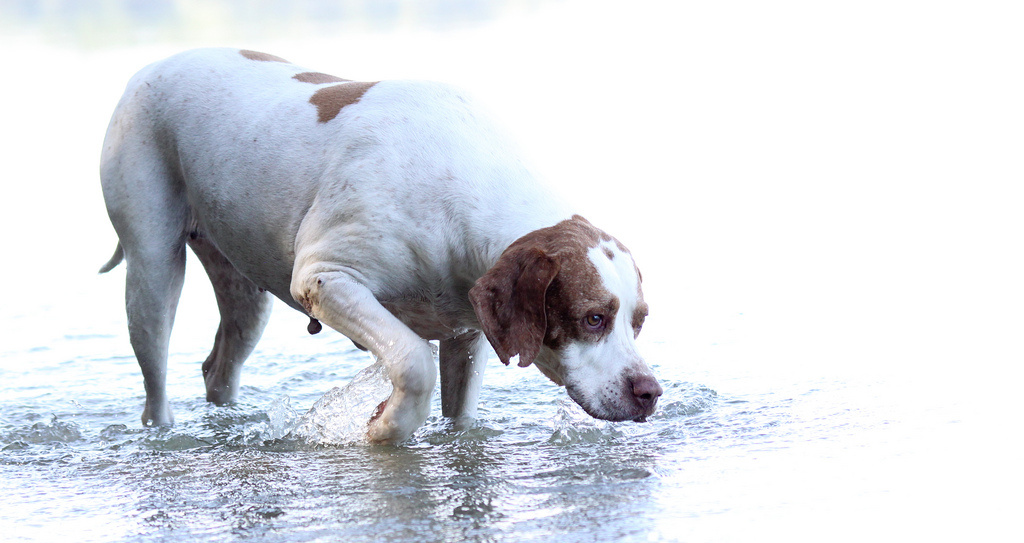 Emily, Saint Germain-i vizsla (Braque Saint-Germain)