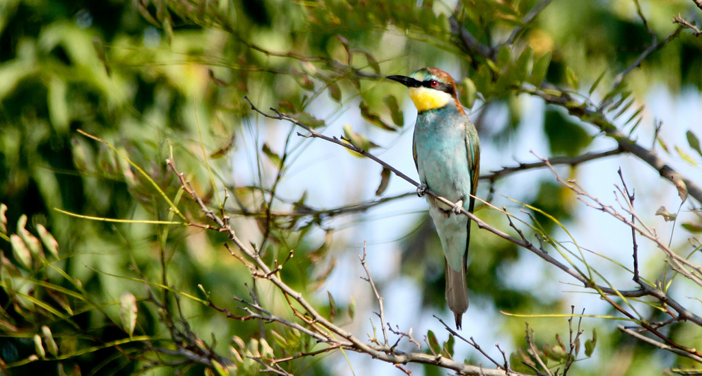 Gyurgyalag (Merops apiaster) European Bee-eater