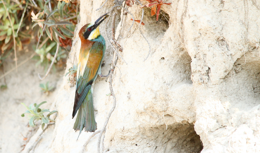 Gyurgyalag (Merops apiaster) European Bee-eater