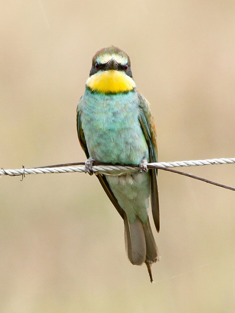 Gyurgyalag (Merops apiaster) European Bee-eater