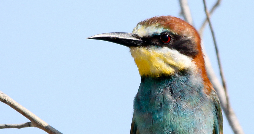 Gyurgyalag (Merops apiaster) European Bee-eater