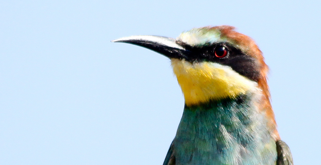 Gyurgyalag (Merops apiaster) European Bee-eater