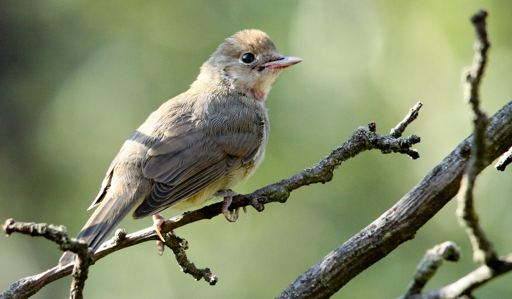 Barátposzáta (Sylvia atricapilla)