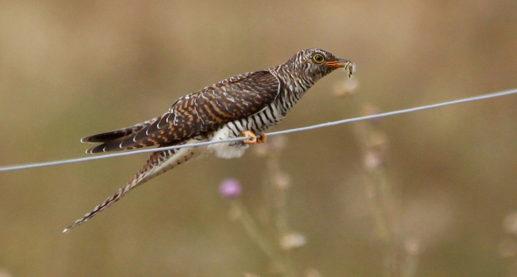 Kakukk (Cuculus canorus) Common Cuckoo